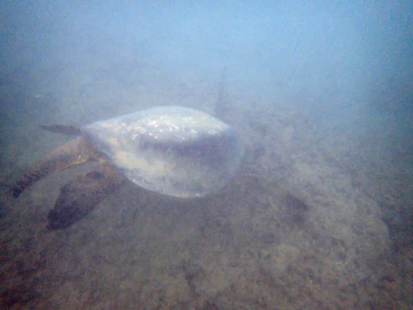 Hawaiiaanse Zeeschildpad Zwemt Boven Koraalrotsen Het Water Van Waikiki Oahu — Stockfoto