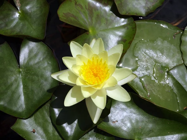 Blossoming Yellow Lotus Flower Pond Lily Leafs — Stock Photo, Image
