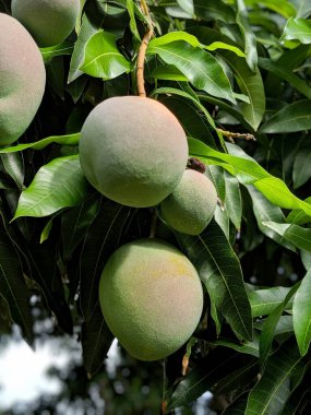 Güneş 'in yakın çekimi Oahu, Hawaii' deki yeşil yapraklarla dolu ağaçtan sarkan farklı boyutlarda Hayden Mangolarını öptü..