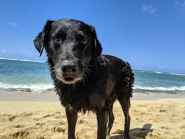Wet Black Retriever Cão Makalei Beach Com Vista Para Oceano — Fotografia de Stock