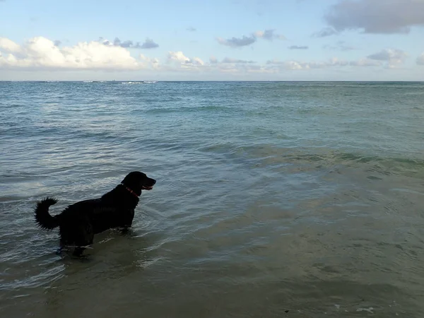 Black Retriever Cão Água Makalei Beach Olhando Para Oceano Largo — Fotografia de Stock