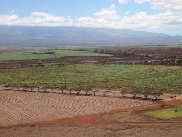 Aerial Road Lined Trees Farm Lands Kahului Maui — Stock Photo, Image
