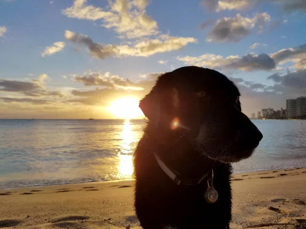 Black Retriever Dog Com Coleira Kaimana Beach Pôr Sol Vista — Fotografia de Stock