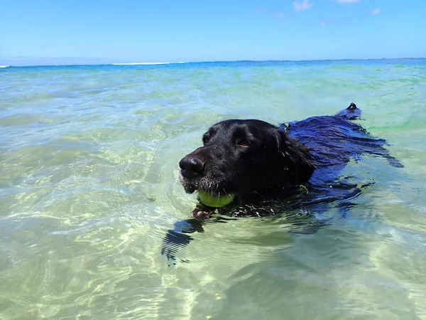 Zwarte Retriever Hond Zwemt Het Water Met Tennisbal Mond Makalei — Stockfoto