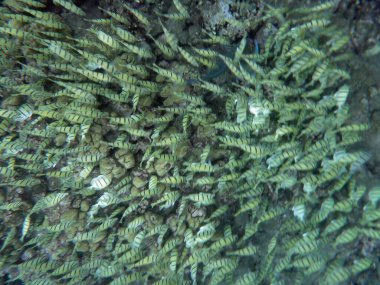 Büyük sarı çizgili mahkum Tang Balığı Okulu Oahu, Hawaii 'deki Hanauma Koyu' nda mercan üzerinde yüzüyor..