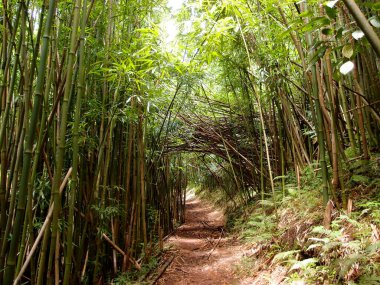 Işık, Oahu, Hawaii 'deki Tantalus Dağı' ndaki Bambu Ormanı 'nda patika yolunda parlıyor.. 