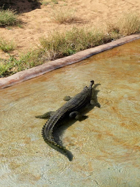 Gharial Descansa Agua Del Zoológico Los Ghariales Encuentran Los Sistemas — Foto de Stock