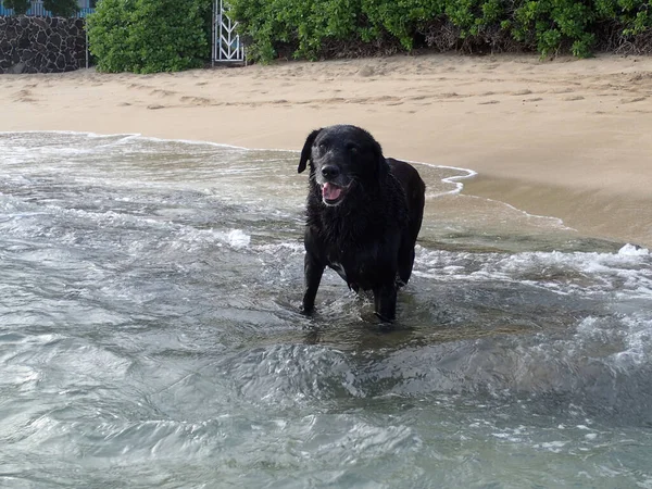 Black Retriever Dog Tongue Hanging Out Makalei Beach Oahu Hawaii — Stock Photo, Image