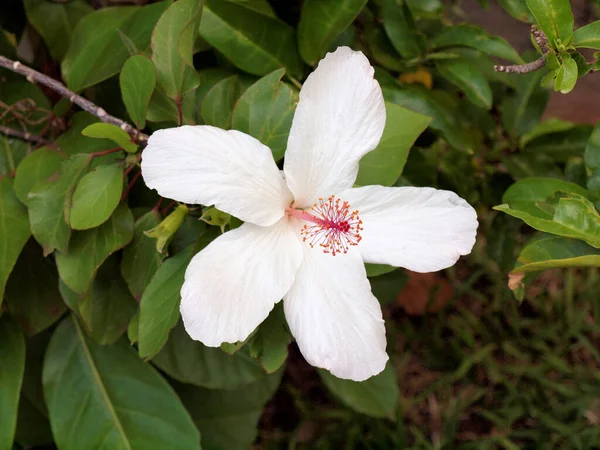 Branco Hibisco Flor Com Caule Vermelho Com Pólen Folhas Verdes — Fotografia de Stock