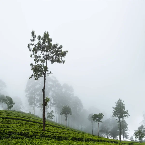 Прекрасний вид на чайні плантації в Haputale Шрі Lnaka. — стокове фото