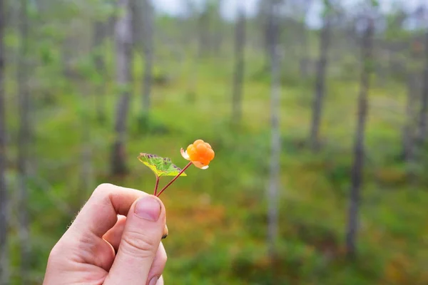 Homem segurando amadurecido cloudberry . — Fotografia de Stock