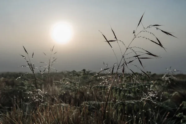 Vista sul campo mattutino con gocce d'acqua sull'erba — Foto Stock