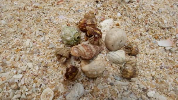 Cangrejo ermitaño en la playa huyendo. Vista superior . — Vídeos de Stock