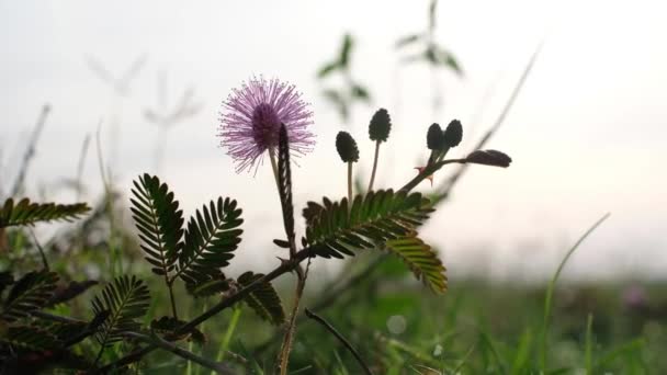 Mimosa pudica Linn known as sensitive plant, sleepy plant, Dormilones, touch-me-not or shy plant. — Stock Video