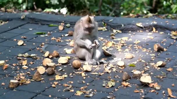 Divertido mono hambriento comer frutas . — Vídeo de stock