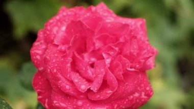 Sıska görünümü taze yağmur su üstünde güzel güneşli günde kırmızı gül çiçek çiçeklenme