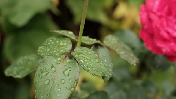 Vista en gotas de agua de lluvia fresca en hermosa flor de rosa roja en el día soleado — Vídeo de stock