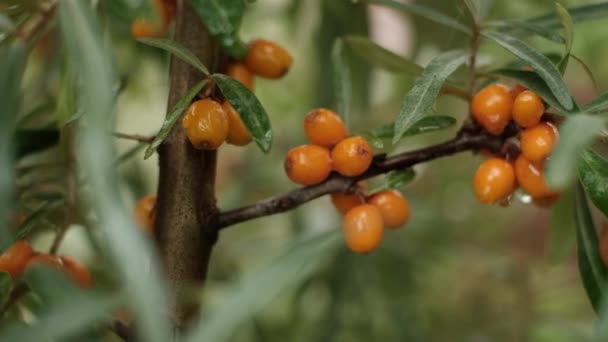 Sea buckthorn bush and orange berries in garden. — Stock Video