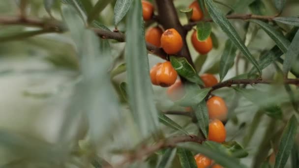 Sea buckthorn bush and orange berries in garden. — Stock Video