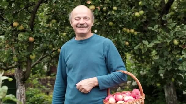 Der ältere kaukasische Mann im blauen Pullover genießt die Apfelernte im Garten — Stockvideo