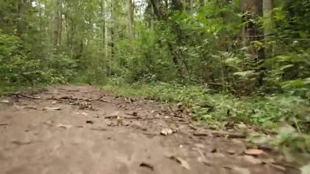 Sentier à travers la forêt verte . — Video