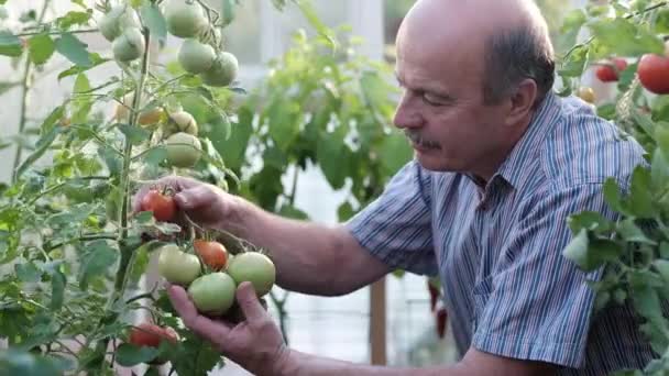 Mogen bonde eller trädgårdsmästare i växthuset kontrollera hans tomat kvalitet — Stockvideo