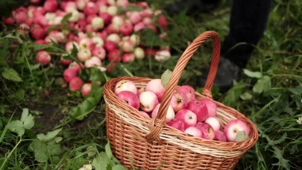 Man collecting apples in basket standing on ground. — Stock Video