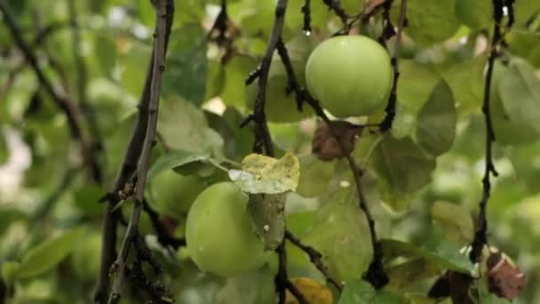 Close up of apples in a tree on summer time — Stock Video