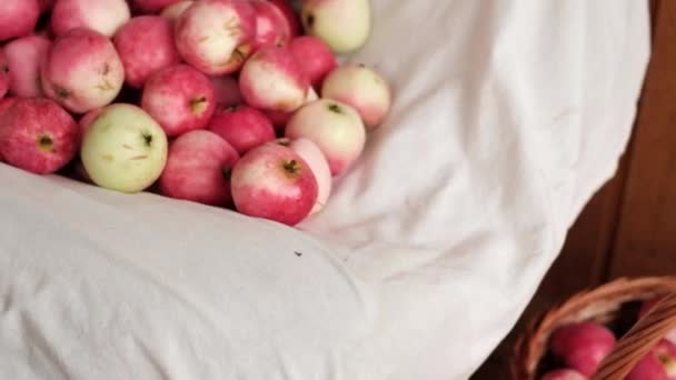 Una gran cantidad de manzanas rojas maduras reunidas en verano — Vídeo de stock
