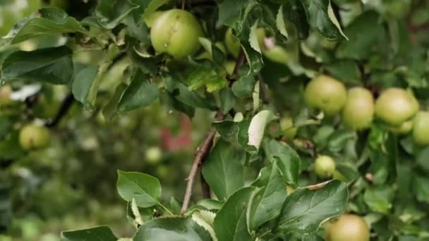 Крупный план яблок на дереве в летнее время — стоковое видео