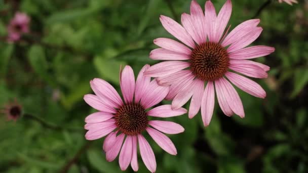 Une fleur de camomille rose en gros plan — Video