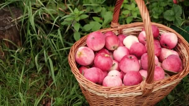 Red apples in the basket in the garden. — Stock Video