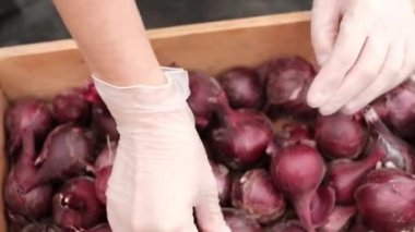 eldiven elinde soğan kontrol edin. Soğan dikimi için seçin