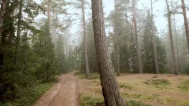 Sabah sis ile orman yolu.