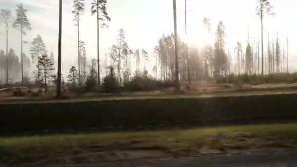 Route forestière le matin avec brouillard . — Video