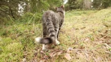 Kedi, orman yeşil çimenlerin üzerinde yürüyüş.