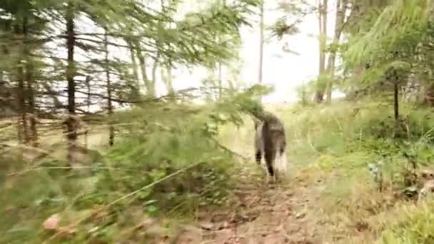 Αρκετά Λεπτό Γάτα Είναι Περπάτημα Στο Πράσινο Χορτάρι Στο Δάσος — Αρχείο Βίντεο