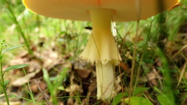 Вид на Amanita Muscaria mushroom в лесу — стоковое видео