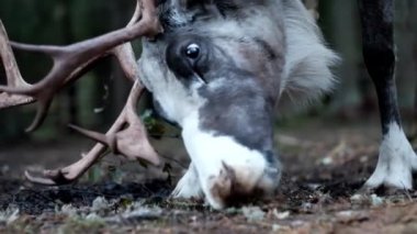 Güzel geyik yosun yiyen erkek.