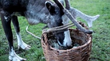 Güzel geyik yosun yiyen erkek.