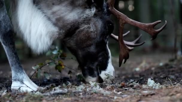 Bastante renos macho comiendo musgo . — Vídeo de stock