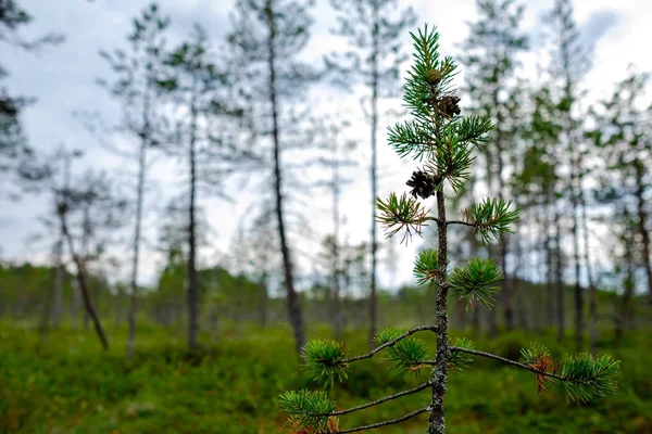 Kiefer in Sumpflandschaft im Sommer auf verschwommenem Waldboden — Stockfoto