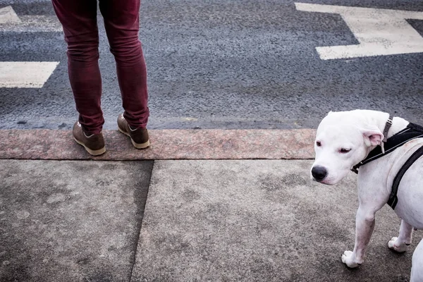 男の足と安全な道路横断を待っている犬. — ストック写真