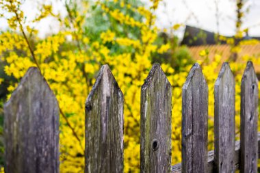 Tahta çit ve sarı bulanık çiçekler güneşli bir günde