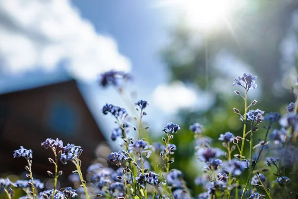 Μικρά μπλε λουλούδια μπροστά από ένα θολό αγροτικό εξοχικό σπίτι — Φωτογραφία Αρχείου