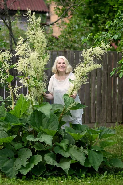 Bahçede Kıdemli sarışın kadın rhubarb hasat olduğunu — Stok fotoğraf