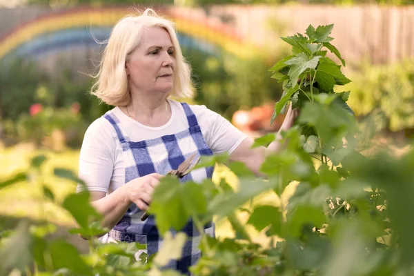 Mujer jubilada sonriente poda hojas de grosella negra en su jardín — Foto de Stock