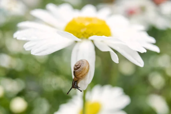 Piccola chiocciola su un fiore di camomilla durante giorno estivo . — Foto Stock