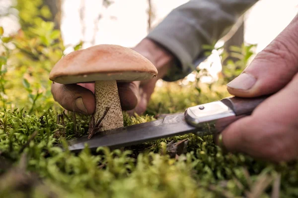 Snijden met mes paddestoel of oranje dop Boletus — Stockfoto