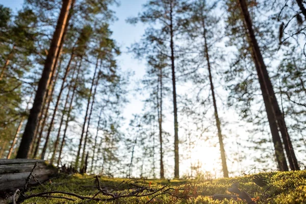 Verwischte Bäume im Kiefernwald. Blick auf blauen Himmel. — Stockfoto